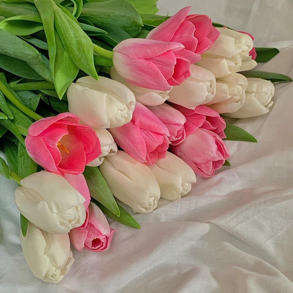 Pink and white tulips on a cream bedsheet