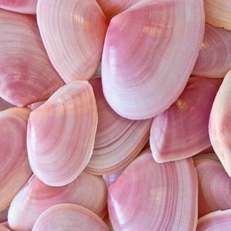 Pale pink seashells piled together