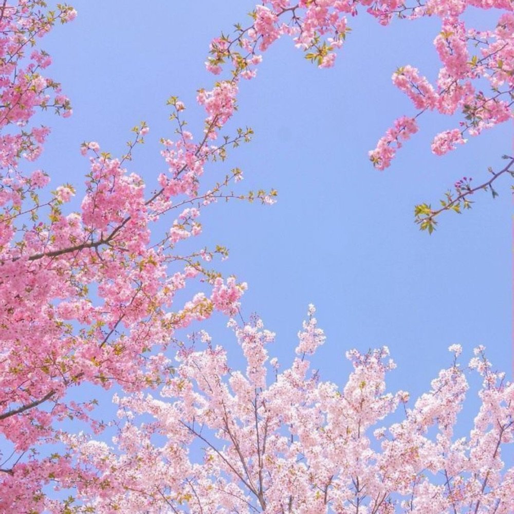 Pink blossom branches against a blue sky