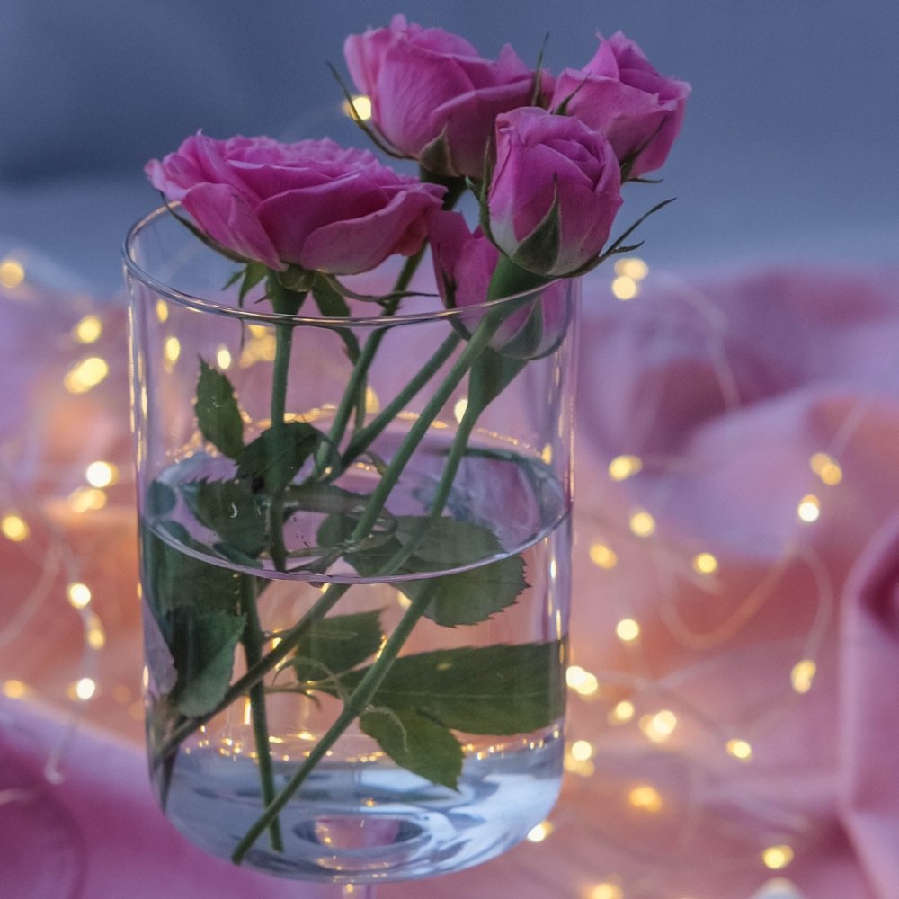 Purple roses in a glass vase with fairy lights