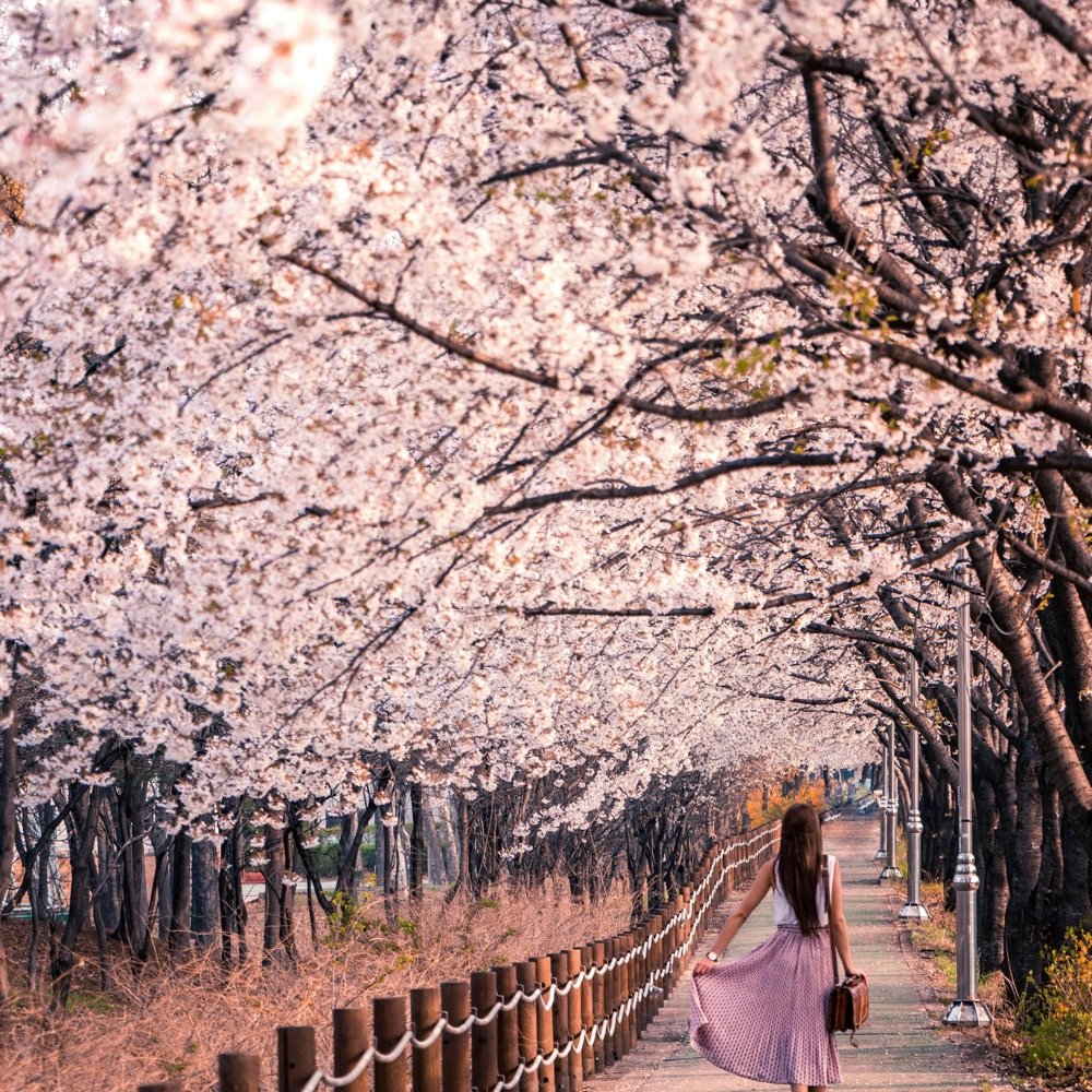Path lined with blooming cherry blossom trees
